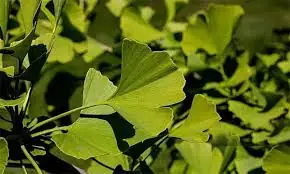 Ginkgo Biloba